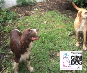 GUARDERIA CANINA EN PUENTE LARGO